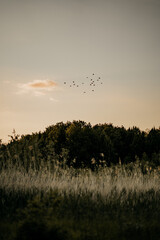 Vogelschwarm über einem Feld
