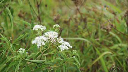 Eupatorium perfoliatum (boneset, boneset, agueweed, feverwort, sweating plant). This plant applied extracts for fever and common colds