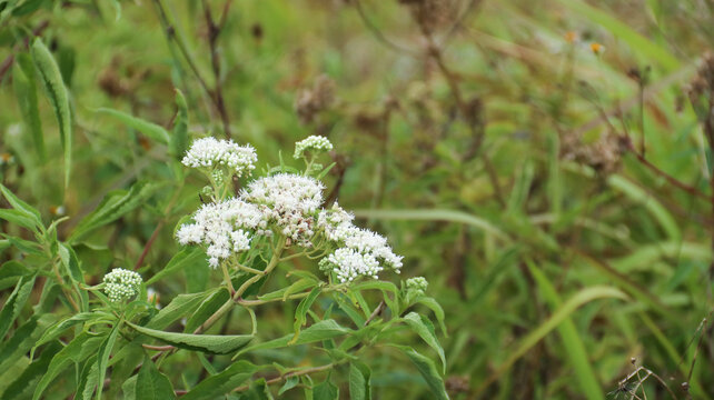Eupatorium perfoliatum (boneset, boneset, agueweed, feverwort, sweating plant). This plant applied extracts for fever and common colds