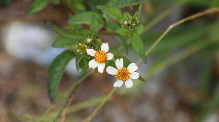 Bidens Alba, also known as Spanish Needle. Bidens Alba provide a nectar source for butterflies and honey-bees.