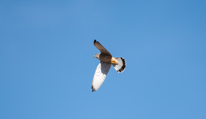 birds from the Desert in the middle of the lunes.