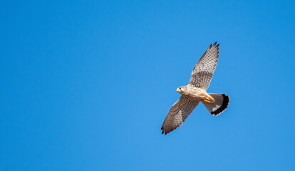 birds from the Desert in the middle of the lunes.