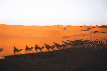 Camel ride through the desert dunes in Morocco at sunset
