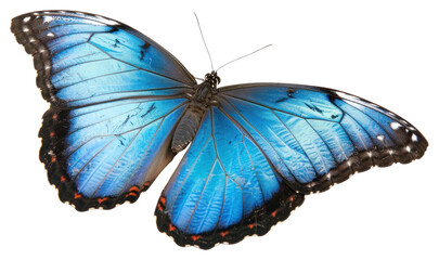 PNG Morpho achilles Butterfly butterfly invertebrate animal.
