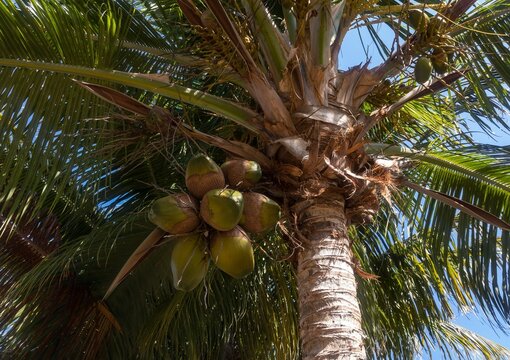 Palm tree (cocos nucifera) in Caribbean with fruit