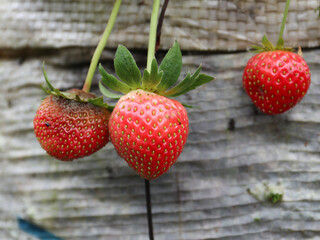 Juicy fresh ripe strawberries on a branch outdoor