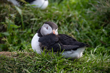 Papageientaucher schlafend