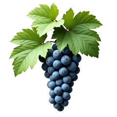 Obraz premium Bunches of blueberries surrounded by green leaves