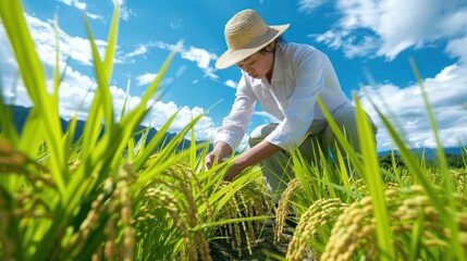 A person harvesting rice in a sunlit field, showcasing agricultural practices.