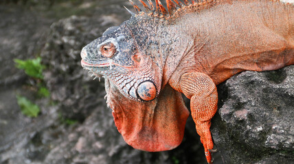 Beautiful Red Iguana on stone, animal closeup. Orange colored Iguana sits on a stone. A subspecies...