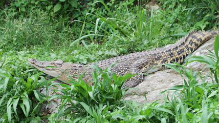crocodile lying on the stone at the zoo