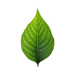 Green leaf with a pointed tip on a black background