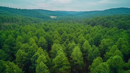 Obraz premium forest shrouded in mist, with tall trees standing against the backdrop of a gray sky