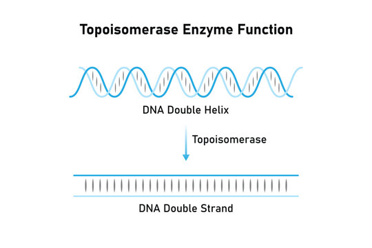 Topoisomerase Enzyme Function Science Design. Vector Illustration.