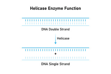 Helicase Enzyme Function Science Design. Vector Illustration.