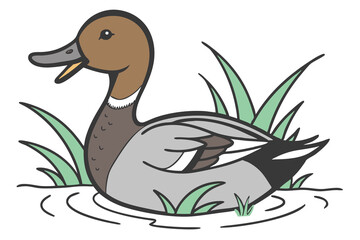 a Gadwall  with a white background