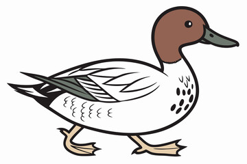 a Gadwall  with a white background