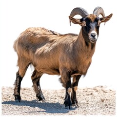Fototapeta premium A standing goat with curved horns on a sandy surface.