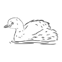 toadstool duck, vector sketch, Vector antique engraving drawing illustration duck