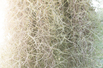 Tangled Spanish Moss in Soft Sunlight