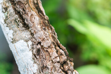 Textured Tree Bark Close-Up