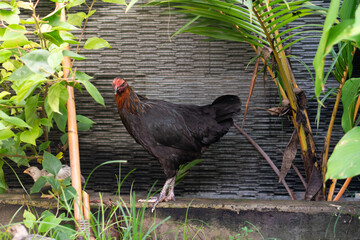 Black Chicken in a Lush Garden Setting