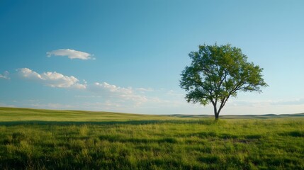 Obraz premium tree in the field
