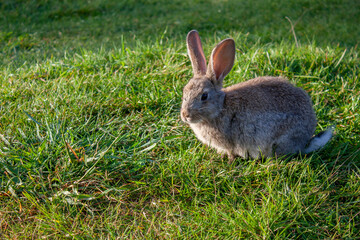 Rabbit graze in the meadow. One rabbit is sitting in the green grass. The other rabbit is standing on its hind legs. Rabbits among the grass on a summer day. 