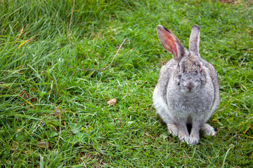 Rabbit graze in the meadow. One rabbit is sitting in the green grass. The other rabbit is standing on its hind legs. Rabbits among the grass on a summer day. 
