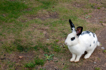 Rabbit graze in the meadow. One rabbit is sitting in the green grass. The other rabbit is standing on its hind legs. Rabbits among the grass on a summer day. 