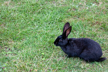 Rabbit graze in the meadow. One rabbit is sitting in the green grass. The other rabbit is standing on its hind legs. Rabbits among the grass on a summer day. 