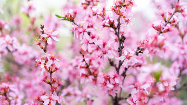 Blooming cherry tree with pink flowers growing in garden in spring. Japanese cherry or sakura or cherry blossom