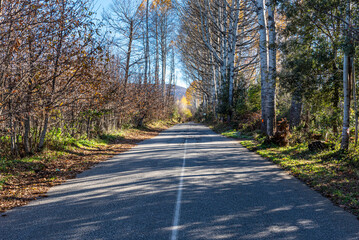 Paesaggio di strada tra i boschi