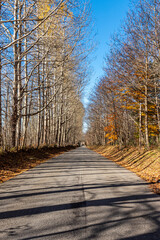 Prospettiva verticale di paesaggio autunnale in strada di montagna