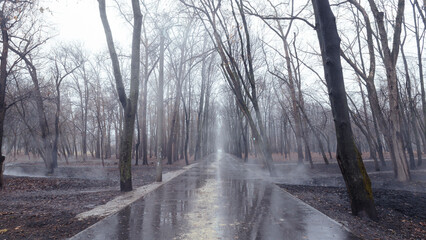 Obraz premium Autumn rain, foggy morning in the city park
