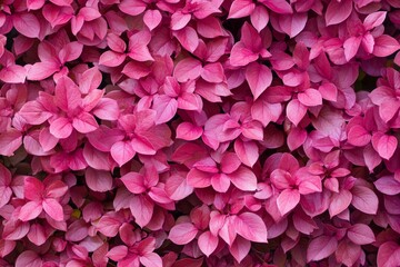 Fototapeta premium A vibrant texture of pink leaves creating a lush and inviting backdrop for nature-inspired design projects