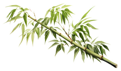 PNG Chinese bamboo plant white background freshness.