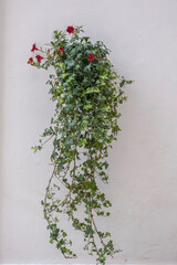 Hausfassade mit Blumendekoration, Martina Franca