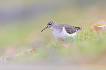 A rare spotted sandpiper (Actitis macularius) photographed at a low point of view.