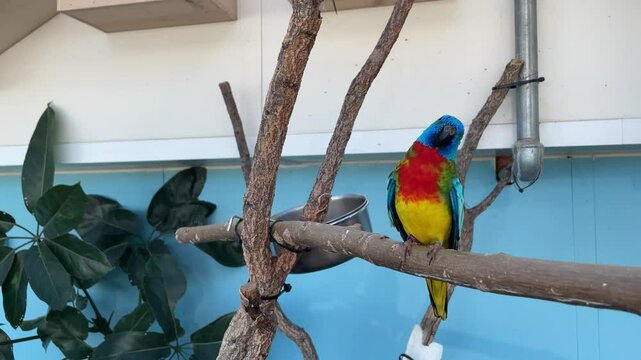 Colorful birds in a zoo