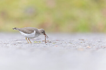 A rare spotted sandpiper (Actitis macularius) eating a worm.