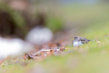 A rare spotted sandpiper (Actitis macularius) photographed at a low point of view.
