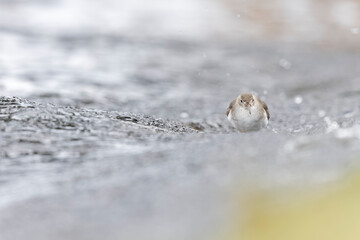 A rare spotted sandpiper (Actitis macularius) photographed at a low point of view.
