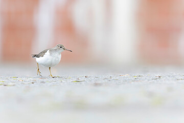 A rare spotted sandpiper (Actitis macularius) photographed at a low point of view.