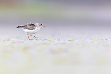 A rare spotted sandpiper (Actitis macularius) photographed at a low point of view.