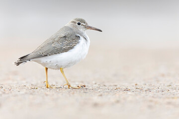 A rare spotted sandpiper (Actitis macularius) photographed at a low point of view.