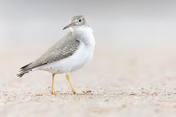 A rare spotted sandpiper (Actitis macularius) photographed at a low point of view.
