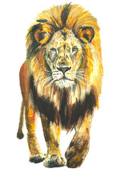 lion oilpastel