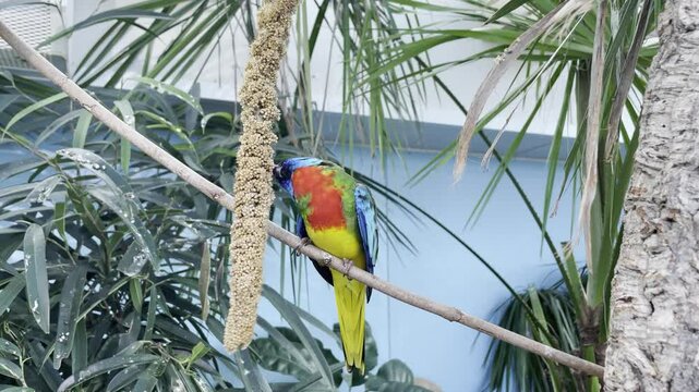 Colorful birds in a zoo