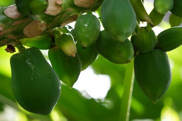 南国の楽園で育ったパパイヤ